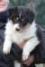 niftynemrod51daysold6_small.jpg