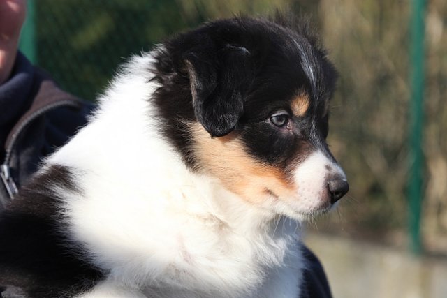 niftynemrod51daysold7.jpg