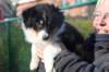 niftynemrod51daysold8_small.jpg