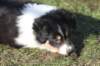 niftynemrod51daysold_small.jpg