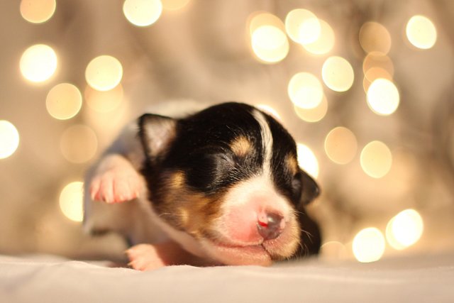 niftynemrod7daysold.jpg