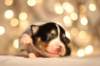 niftynemrod7daysold_small.jpg