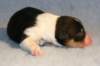 niftynemrodondayofbirth3_small.jpg