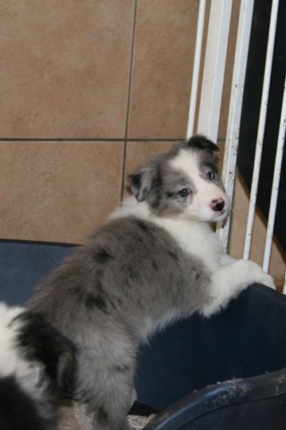 spice9weeksold3.jpg