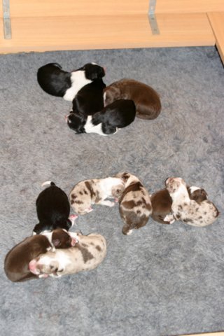 allpups1dayold.jpg