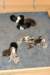 allpups1dayold2_small.jpg