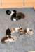 allpups1dayold_small.jpg