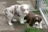 earlyely4weeksold_small.jpg