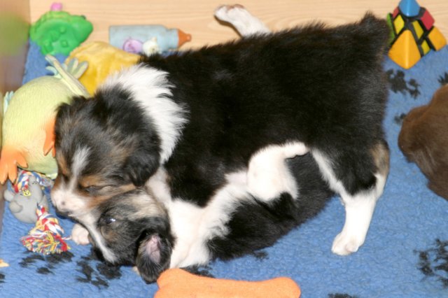 easyelia4weeksold.jpg