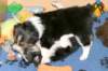 easyelia4weeksold_small.jpg