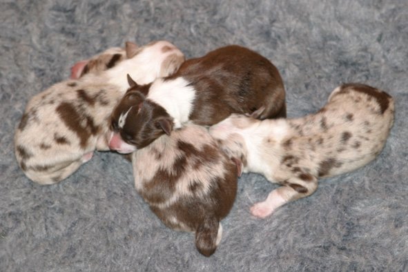 fourpups1dayold.jpg