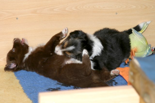 pupsfrom2littersinplaypen4weeksold2.jpg