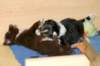 pupsfrom2littersinplaypen4weeksold2_small.jpg