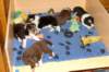 pupsfrom2littersinplaypen4weeksold3_small.jpg