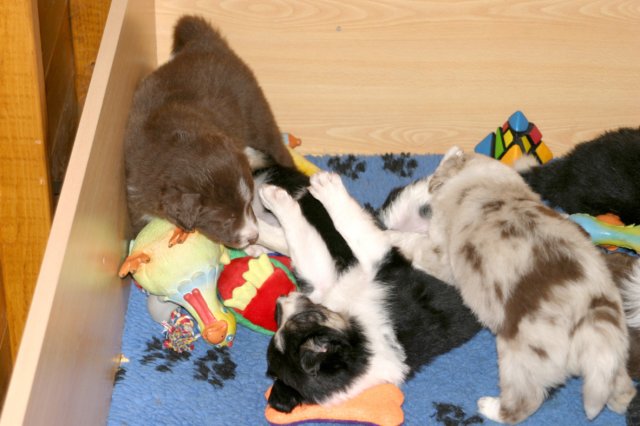 pupsfrom2littersinplaypen4weeksold5.jpg