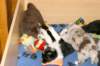 pupsfrom2littersinplaypen4weeksold5_small.jpg