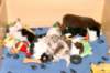 pupsfrom2littersinplaypen4weeksold6_small.jpg