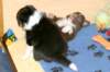 pupsfrom2littersinplaypen4weeksold_small.jpg