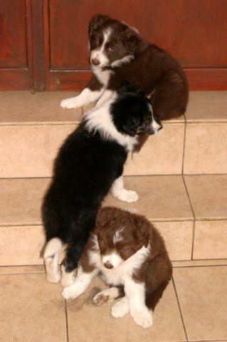 pupsonsteps7weeksold.jpg