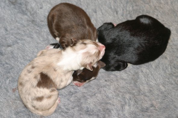 threepups1dayold1.jpg