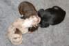 threepups1dayold1_small.jpg