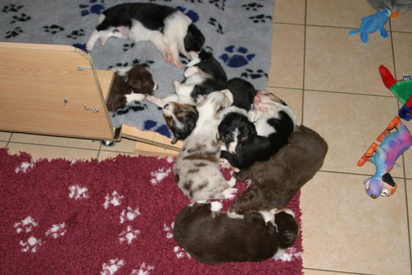 yessicyouspups23daysold.jpg
