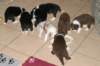 yessicyouspups23daysold3_small.jpg