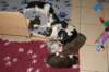 yessicyouspups23daysold_small.jpg
