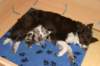 yessipups2daysold2_small.jpg