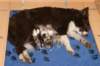 yessipups2daysold_small.jpg