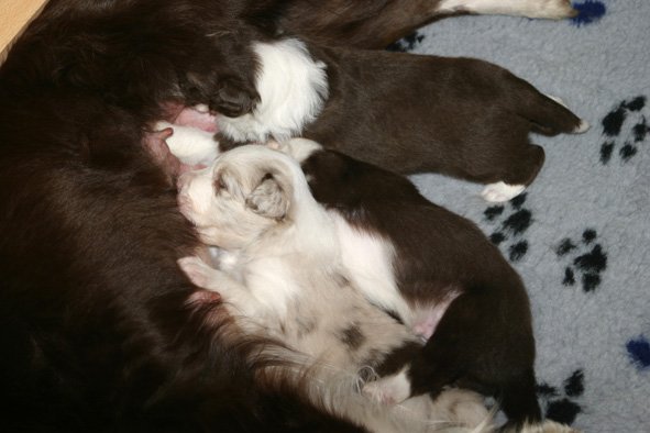 yessispupsfeeding22daysold.jpg