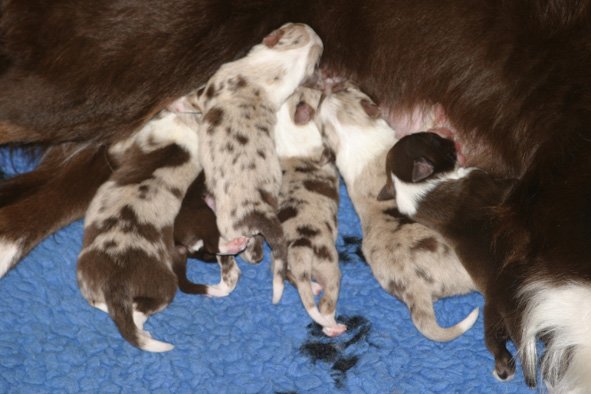 yessispupsfeeding2daysold3.jpg