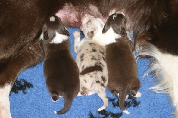 yessispupsfeeding7daysold.jpg