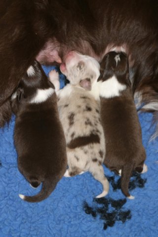 yessispupsfeeding7daysold3.jpg
